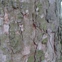Acer pseudoplatanus 'Purpureum' ecorce